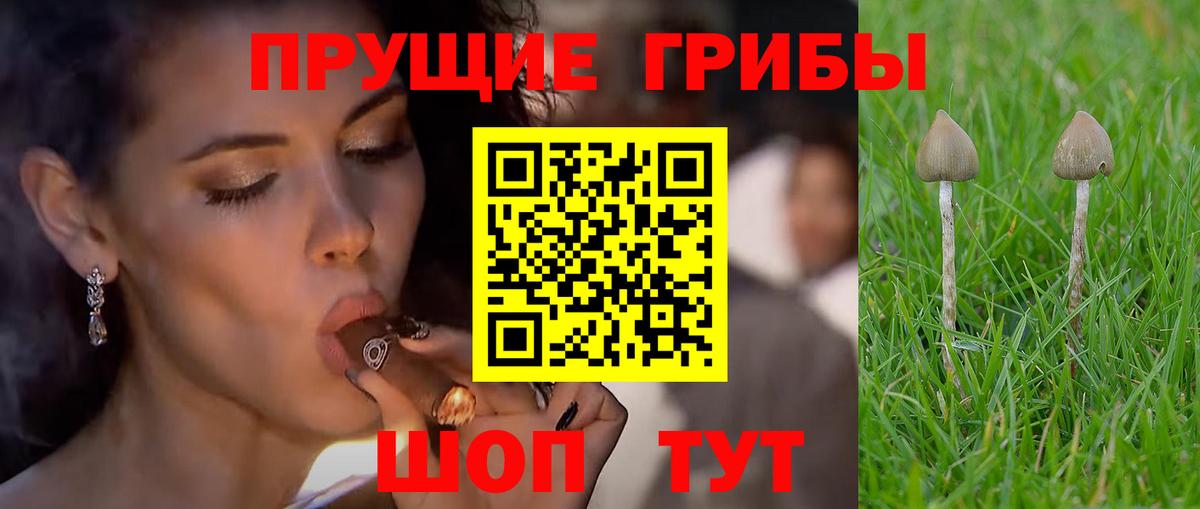 Малоярославец  Псилоцибиновые грибы Cubensis  Вход с VPN 